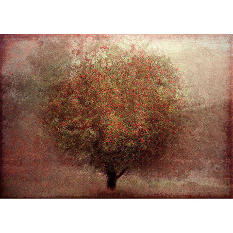 Apple Tree Black Modern Wood Framed Art Print with Double Matting by Holmstrom, Katarina