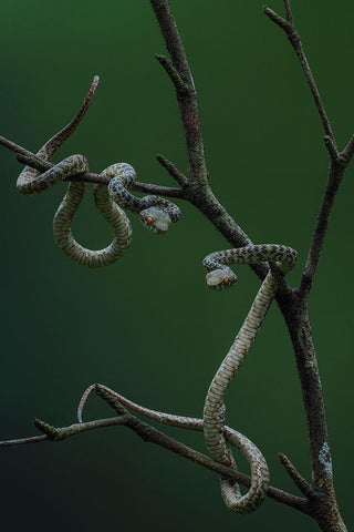 Hon Son Pit Viper Black Ornate Wood Framed Art Print with Double Matting by Tan Phat, Dao