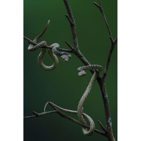 Hon Son Pit Viper White Modern Wood Framed Art Print by Tan Phat, Dao