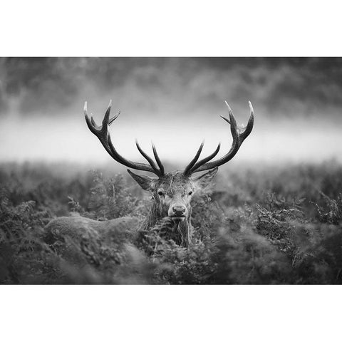 Vvv Gold Ornate Wood Framed Art Print with Double Matting by Fabrowski, Robert