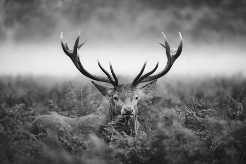 Vvv Black Ornate Wood Framed Art Print with Double Matting by Fabrowski, Robert