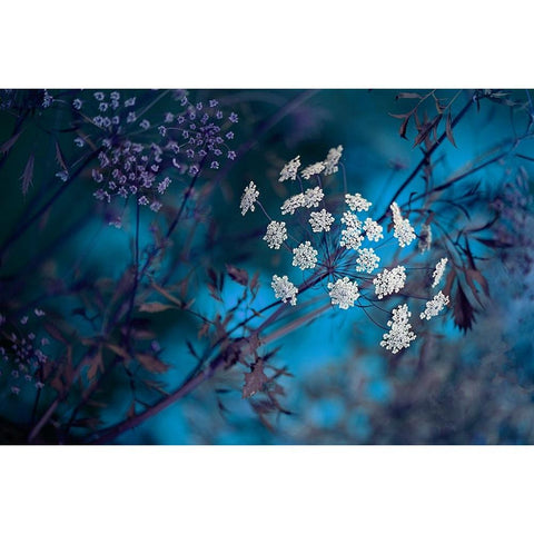 Queen AnneS Lace White Modern Wood Framed Art Print by Parker, Jacky