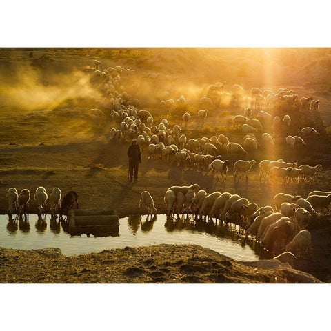 Shepherd White Modern Wood Framed Art Print by Tunc, Feyzullah