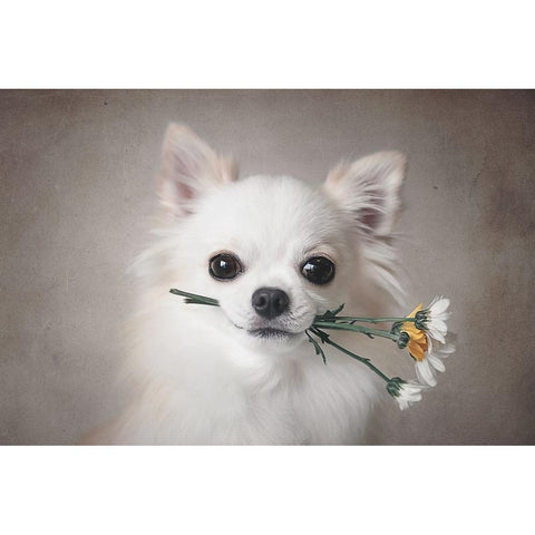 Chihuahua With Flowers Black Modern Wood Framed Art Print with Double Matting by Lienjp