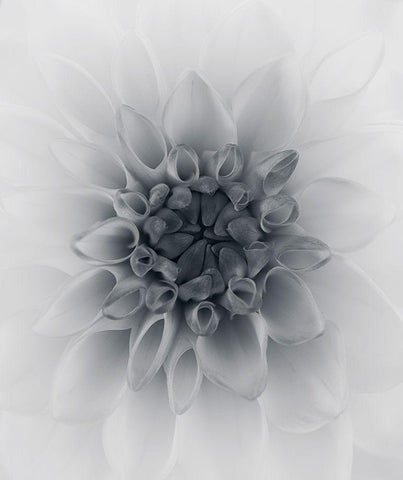 Dahlia White Modern Wood Framed Art Print with Double Matting by Gronkjar, Lotte