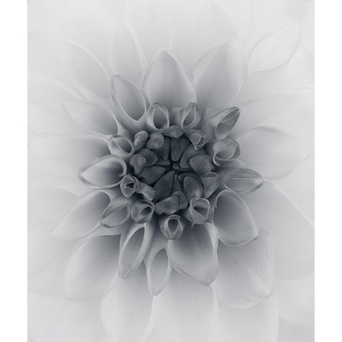 Dahlia Black Modern Wood Framed Art Print by Gronkjar, Lotte