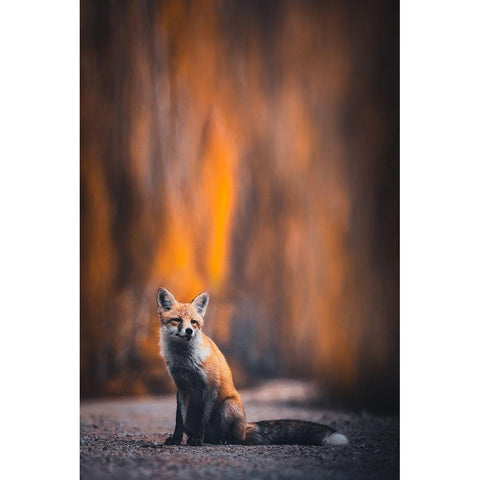 Fox White Modern Wood Framed Art Print by Tianqi