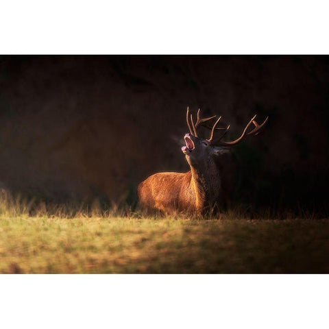 The Deers Zeal Gold Ornate Wood Framed Art Print with Double Matting by Saavedra Ruiz, Sergio