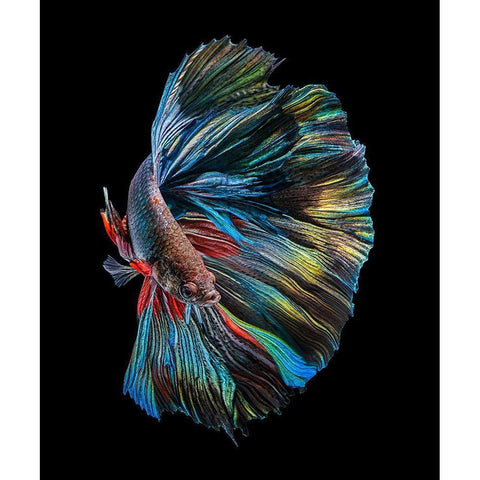 The  Betta Fish White Modern Wood Framed Art Print by Halil, Andi