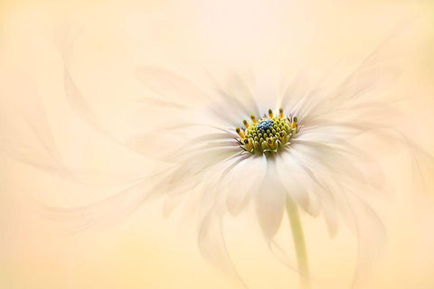 Melody Black Ornate Wood Framed Art Print with Double Matting by Parker, Jacky