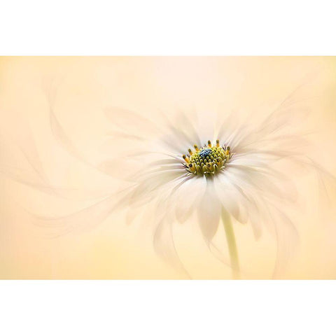 Melody Black Modern Wood Framed Art Print by Parker, Jacky