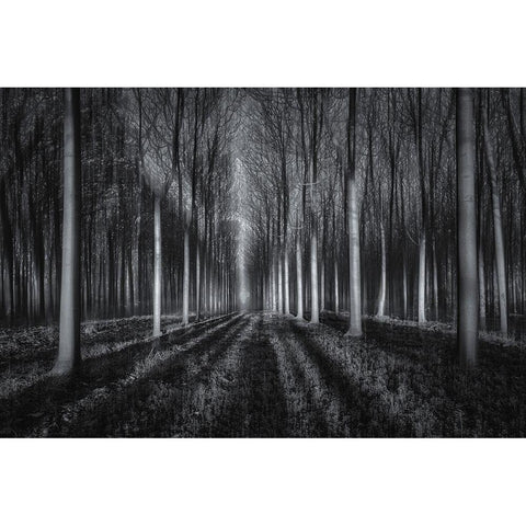 Into The Forest Black Modern Wood Framed Art Print with Double Matting by Zhu, Jingshu