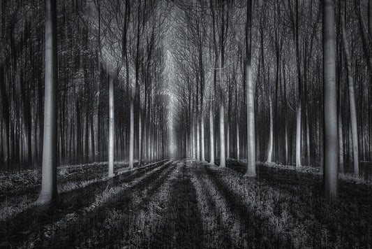 Image Only