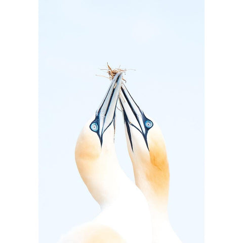 Gannets in love White Modern Wood Framed Art Print by Jimenez, Inigo