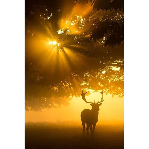 Mist On Tree Cant Stop Sunshine Gold Ornate Wood Framed Art Print with Double Matting by Uddin, Kutub