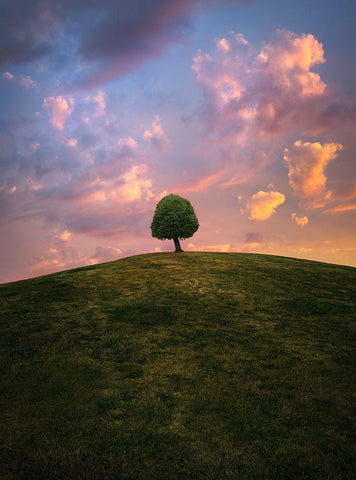 Tree On Hill During Sunset White Modern Wood Framed Art Print with Double Matting by Lindsten, Christian