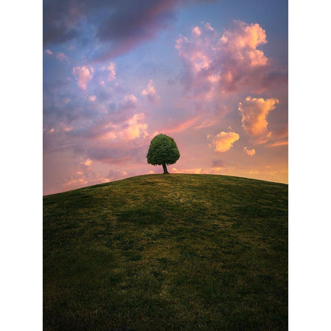 Tree On Hill During Sunset Black Modern Wood Framed Art Print with Double Matting by Lindsten, Christian