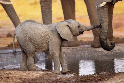 Play With Me-Please! White Modern Wood Framed Art Print with Double Matting by Catta, Alessandro