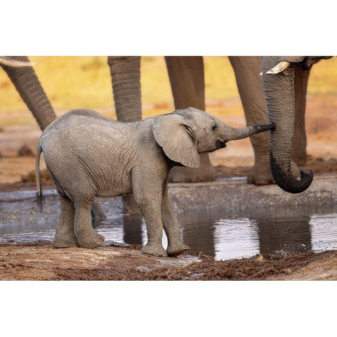 Play With Me-Please! White Modern Wood Framed Art Print by Catta, Alessandro