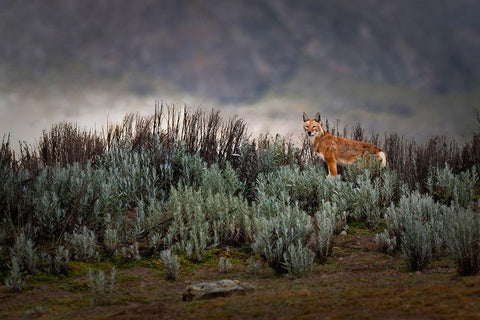 Ethiopian Wolf White Modern Wood Framed Art Print with Double Matting by Marchegiani, Roberto