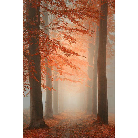 Autumn Dream Black Modern Wood Framed Art Print with Double Matting by Dingemans, Saskia