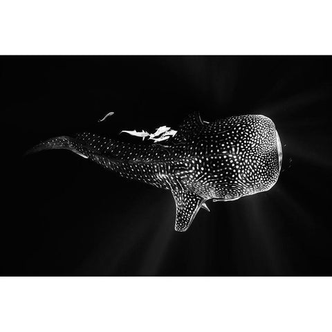 Black And Whale Shark Black Modern Wood Framed Art Print by Gabriel, Barathieu