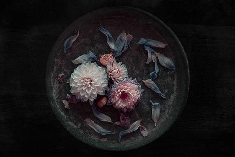 Dahlia On Their Last Black Ornate Wood Framed Art Print with Double Matting by Schuster, Inge