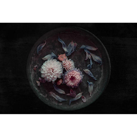 Dahlia On Their Last Black Modern Wood Framed Art Print with Double Matting by Schuster, Inge