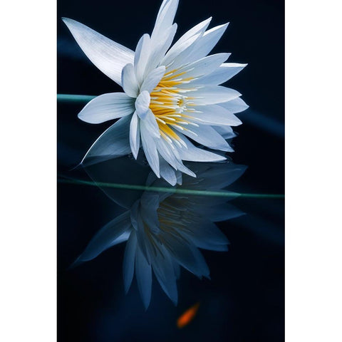 Reflecting World White Modern Wood Framed Art Print by Suzuki, Takashi