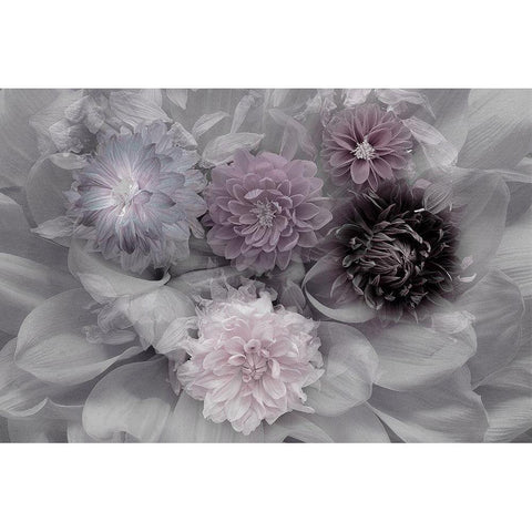 Dahlia Dream Black Modern Wood Framed Art Print by Schuster, Inge