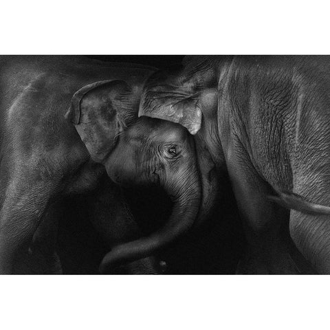 Elephant 2 Black Modern Wood Framed Art Print by Ceriali, Claudio