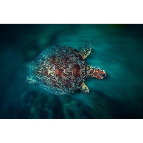 Vaclocity Turtle White Modern Wood Framed Art Print by Gabriel, Barathieu