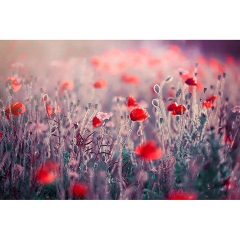 Poppy Meadow White Modern Wood Framed Art Print by Parker, Jacky