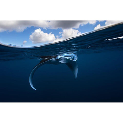 Little Manta Ray Gold Ornate Wood Framed Art Print with Double Matting by Gabriel, Barathieu