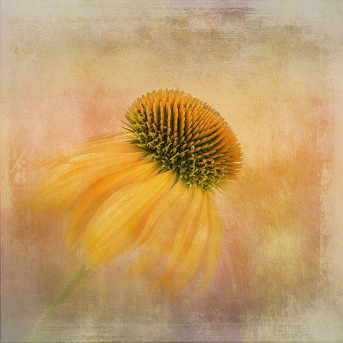 Echinacea In Yellow Gold Ornate Wood Framed Art Print with Double Matting by Gray, Gaille