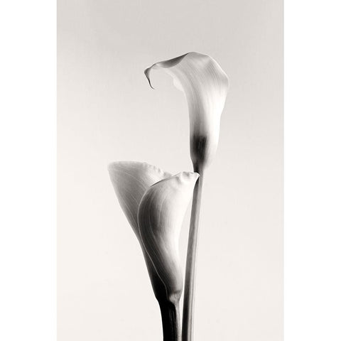 Calla Black Modern Wood Framed Art Print with Double Matting by Hanchevici, Calin