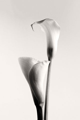 Calla White Modern Wood Framed Art Print with Double Matting by Hanchevici, Calin