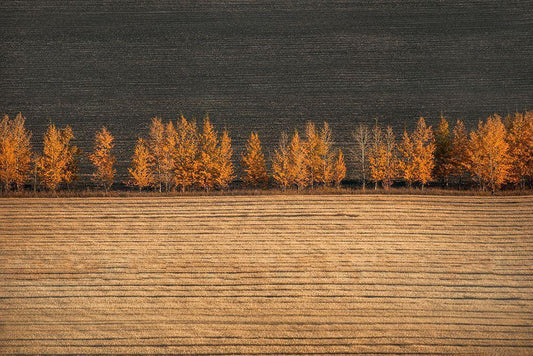 Image Only