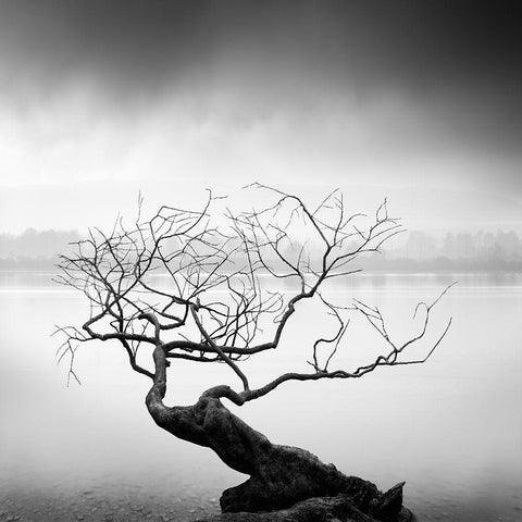 Root To Branches White Modern Wood Framed Art Print by Digalakis, George