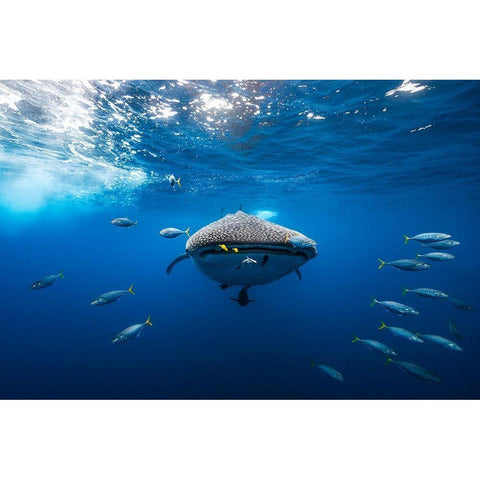 Whale Shark Escorted By A School Of Bonito White Modern Wood Framed Art Print by Gabriel, Barathieu