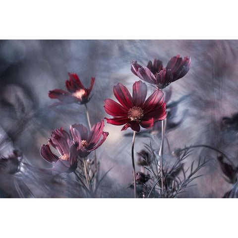 Cosmoslicious Black Modern Wood Framed Art Print with Double Matting by Bravin, Fabien