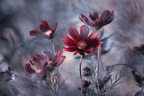 Cosmoslicious White Modern Wood Framed Art Print with Double Matting by Bravin, Fabien