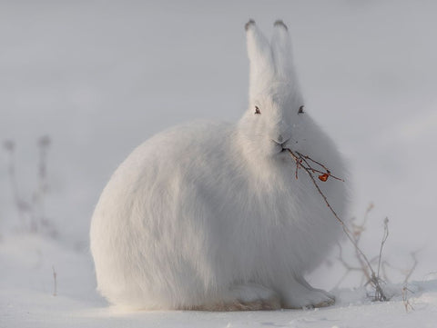 Wild Arctic Hare White Modern Wood Framed Art Print with Double Matting by Marchegiani, Roberto