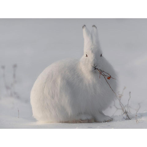 Wild Arctic Hare White Modern Wood Framed Art Print by Marchegiani, Roberto