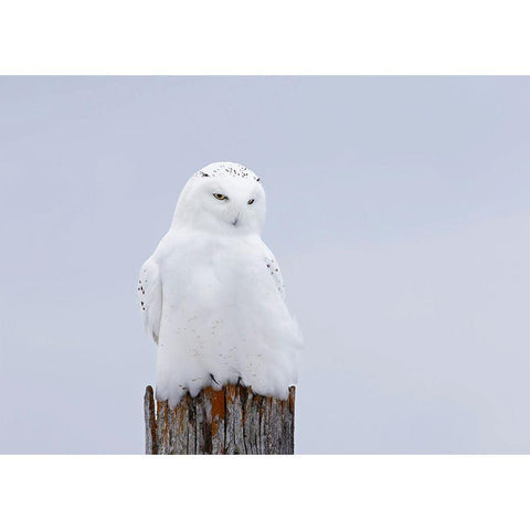 Snowy Owl - The Ghost Gold Ornate Wood Framed Art Print with Double Matting by Cumming, Jim