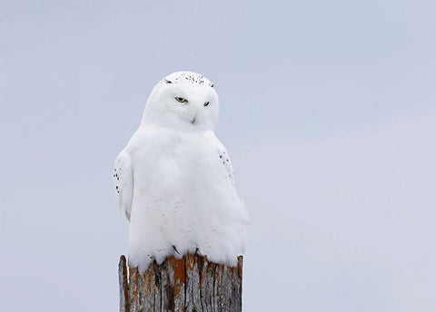 Snowy Owl - The Ghost White Modern Wood Framed Art Print with Double Matting by Cumming, Jim