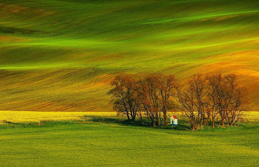 Image Only