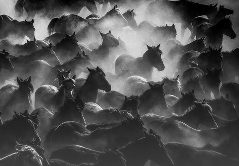 Horses 2 Black Ornate Wood Framed Art Print with Double Matting by Nisan Kandilcioglu, Ummu