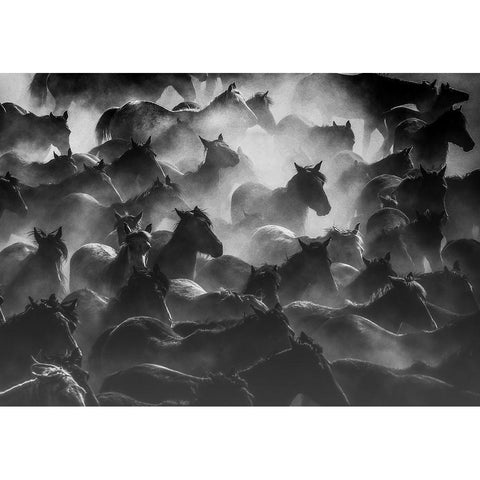Horses 2 White Modern Wood Framed Art Print by Nisan Kandilcioglu, Ummu
