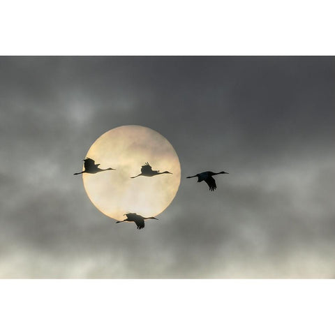 Over The Moon Black Modern Wood Framed Art Print with Double Matting by Fan, John